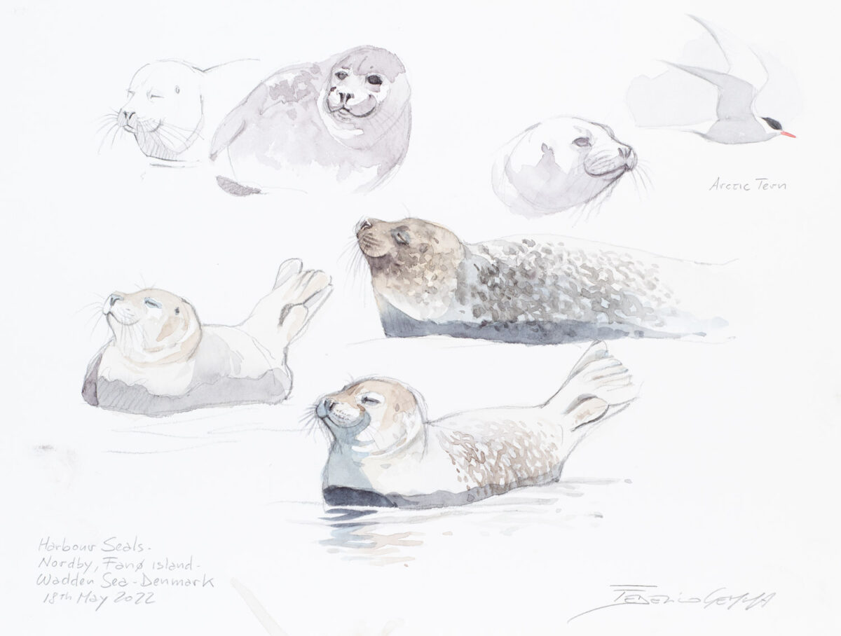 Artwork image titled: Harbour Seals