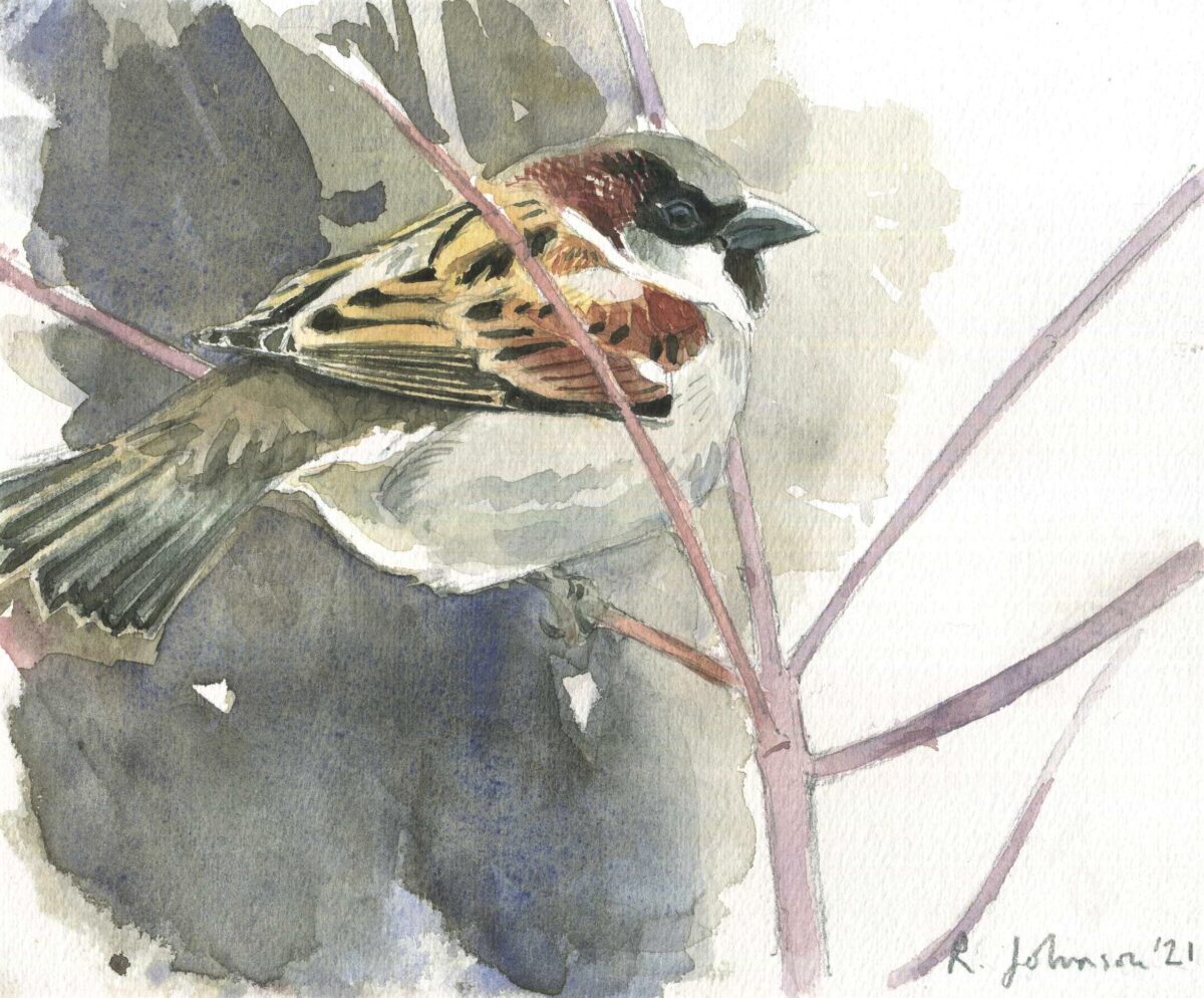 Artwork image titled: Male House Sparrow  2