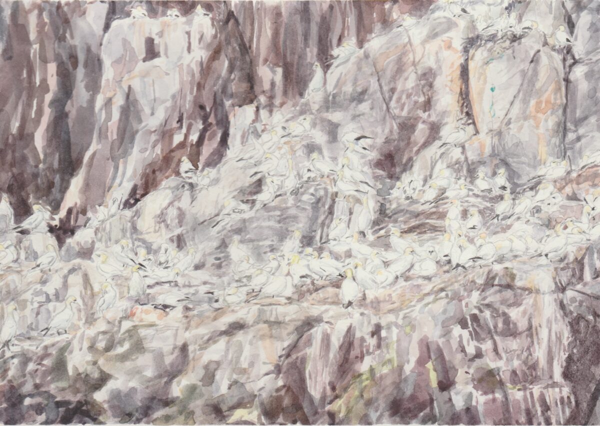 Artwork image titled: Loafing Gannets, Bass Rock