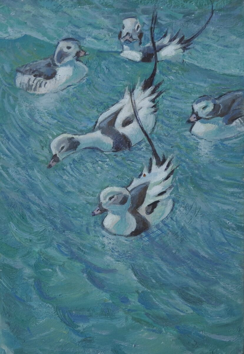 Artwork image titled: Long-tailed Ducks Displaying