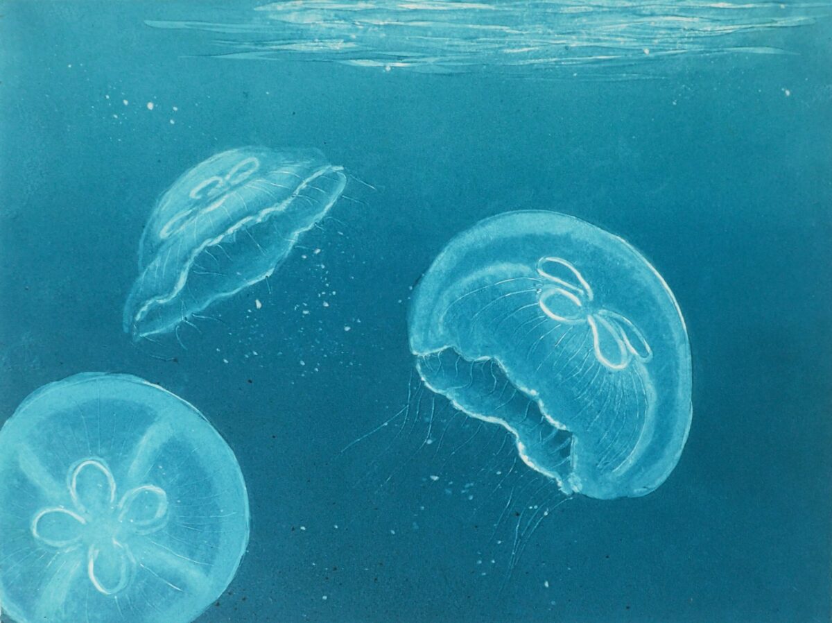 Artwork image titled: Moon Jellyfish