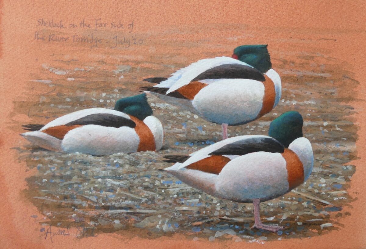 Artwork image titled: Three Shelduck on the far side of the River Torridge July '20