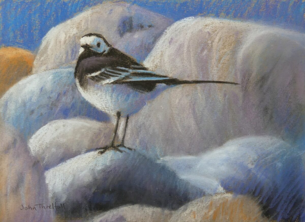Artwork image titled: Pied wagtail