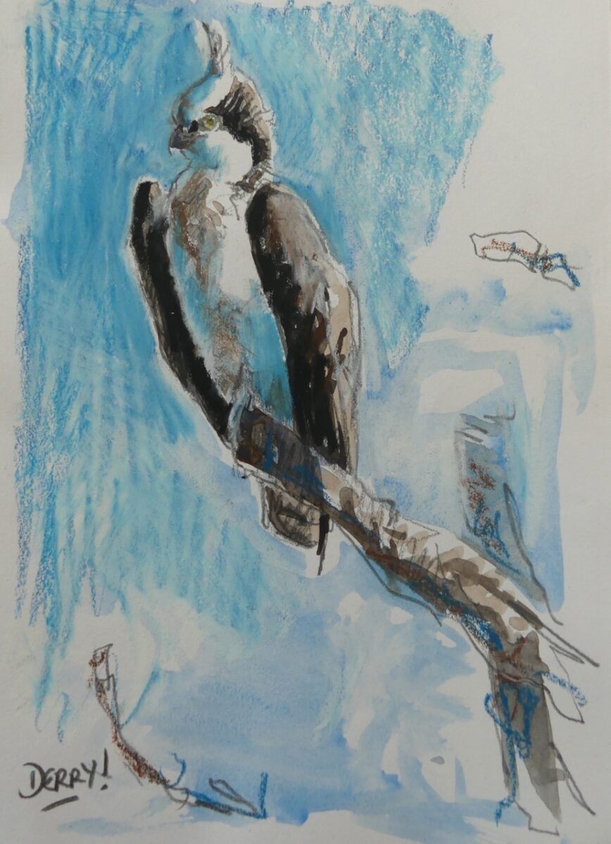 Artwork image titled: Osprey