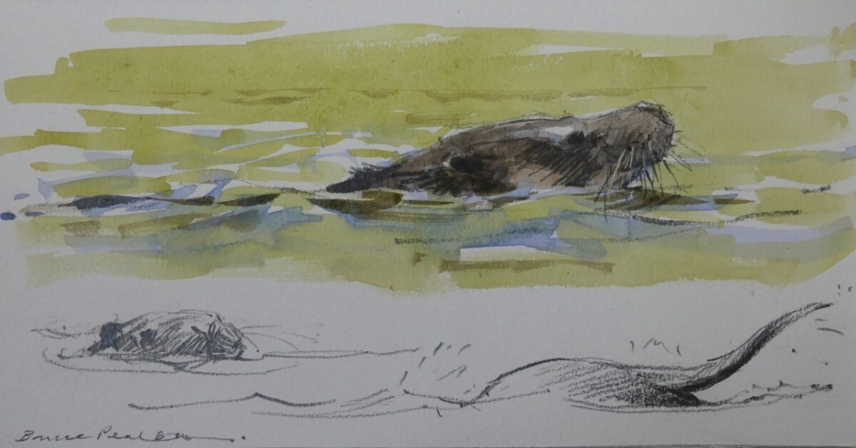 Artwork image titled: Otter studies