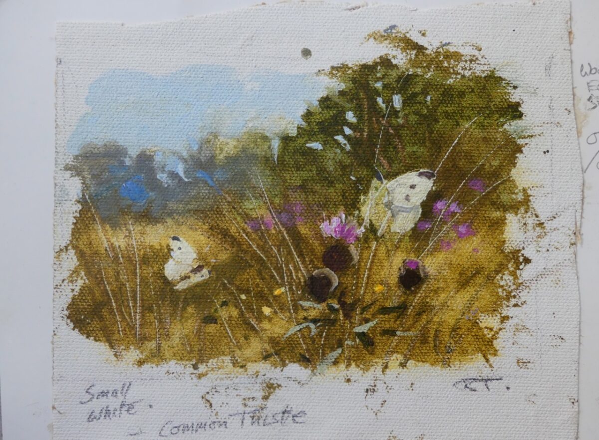 Artwork image titled: Small White on Common Thistle Woodland edge sketch