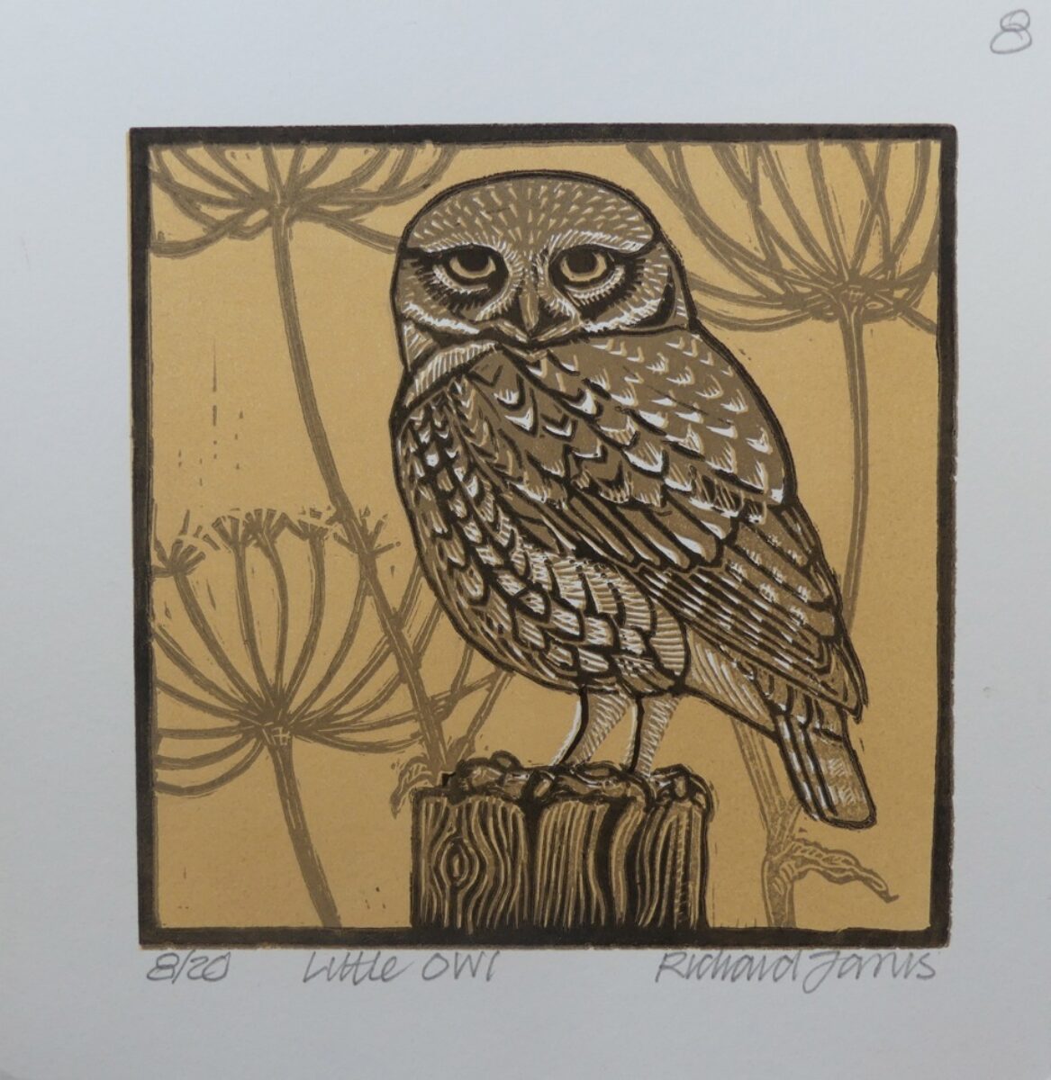 Artwork image titled: Little Owl