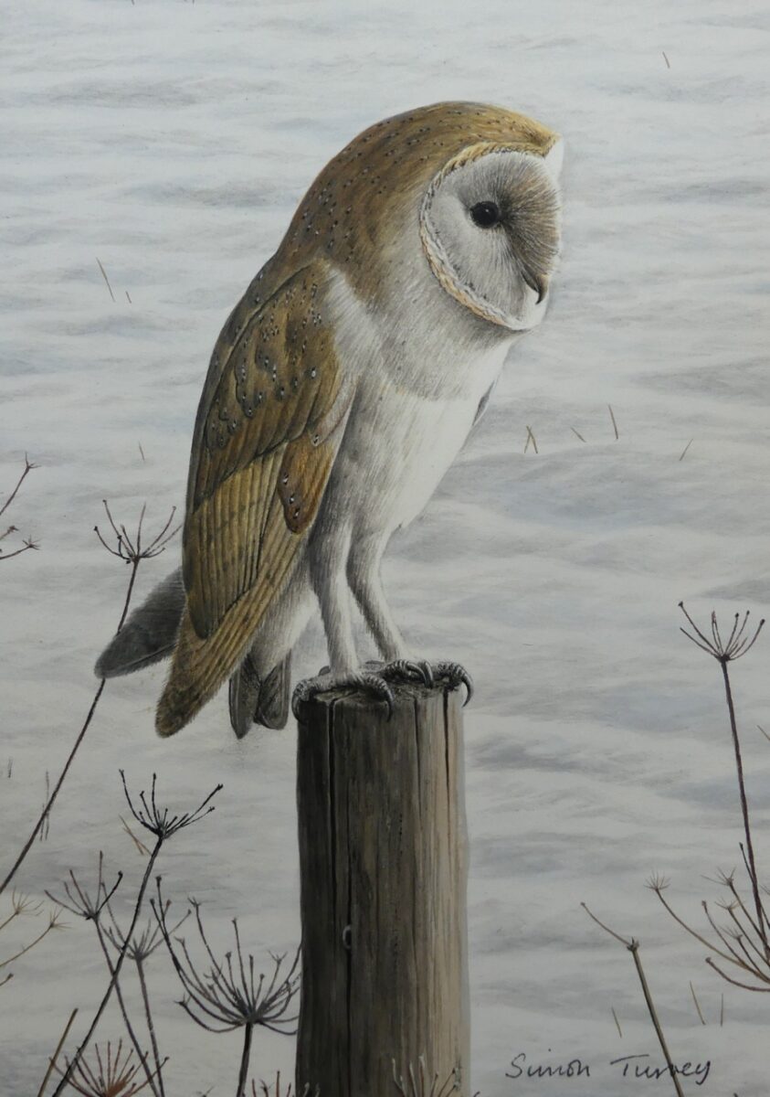 Artwork image titled: Barn Owl in winter