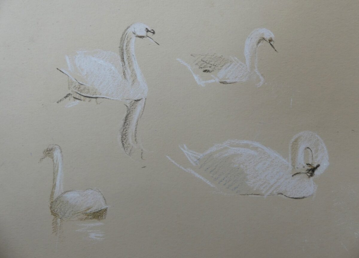 Artwork image titled: Swan Studies Brigsteer Moss