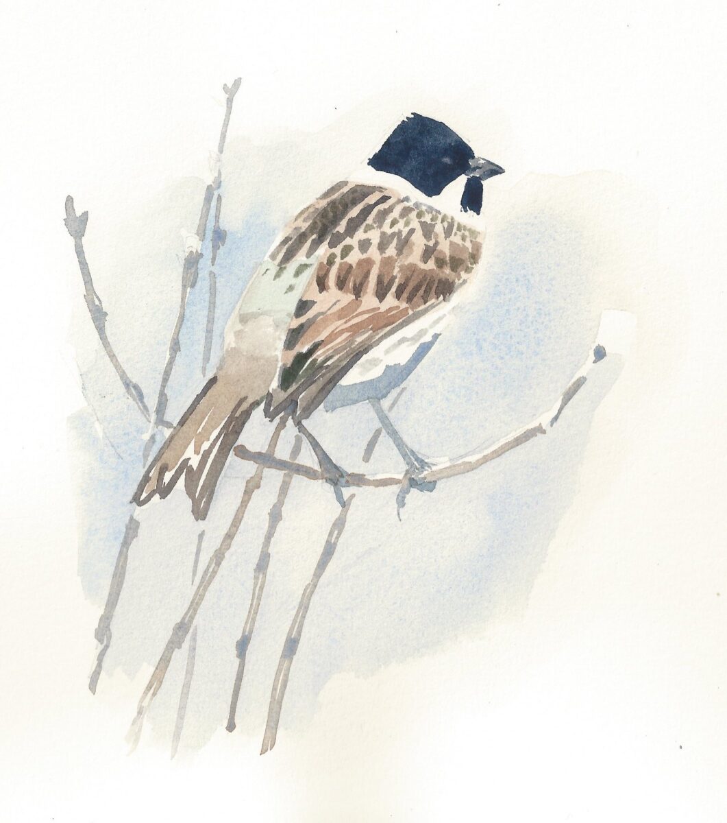 Artwork image titled: Reed Bunting study