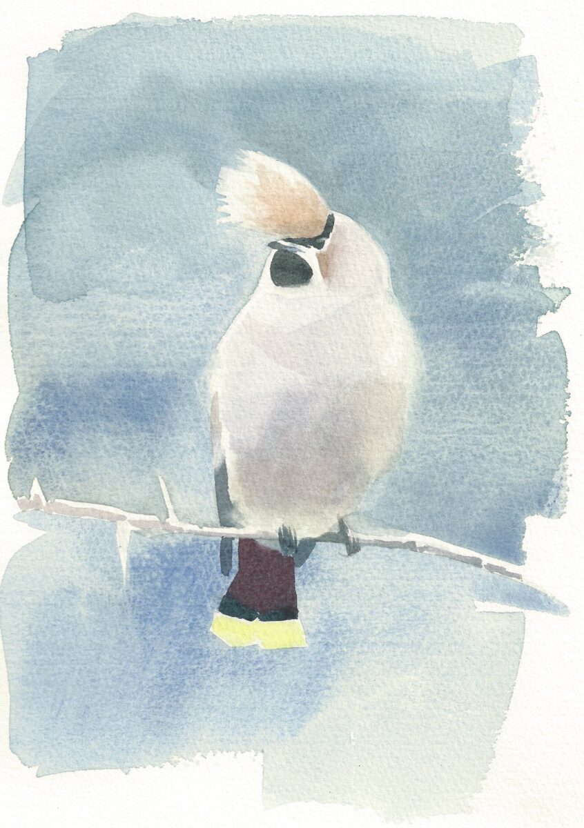Artwork image titled: Waxwing with a quiff