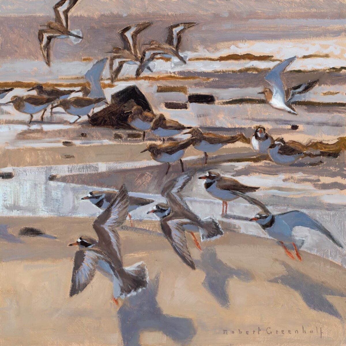 Artwork image titled: Ringed Plovers and Sanderlings