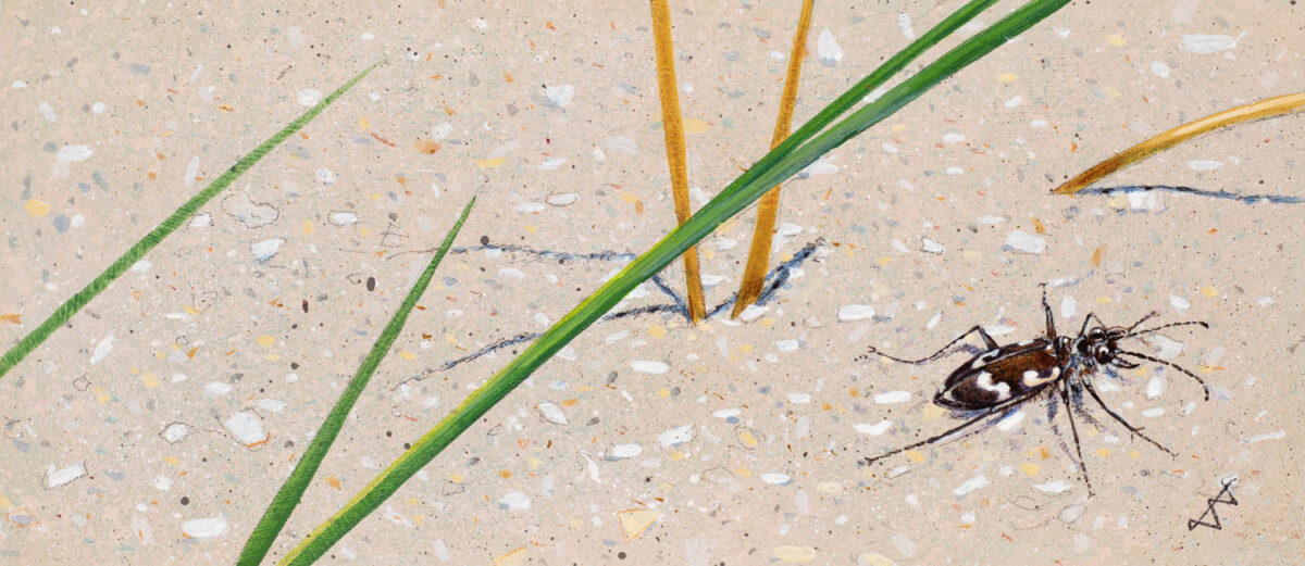 Artwork image titled: Sand Tiger Beetle