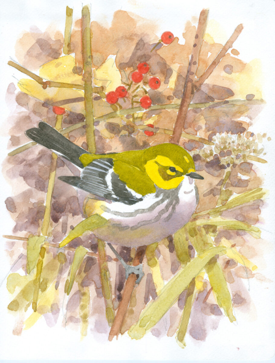 Artwork image titled: Black-throated Green Warbler