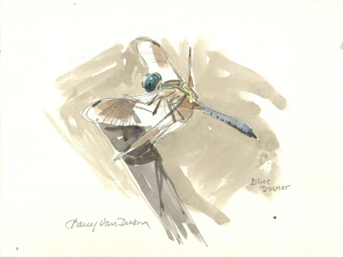 Artwork image titled: Blue Dasher Dragonfly