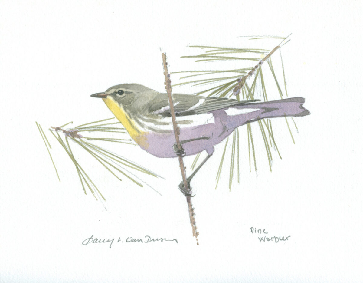 Artwork image titled: Pine Warbler