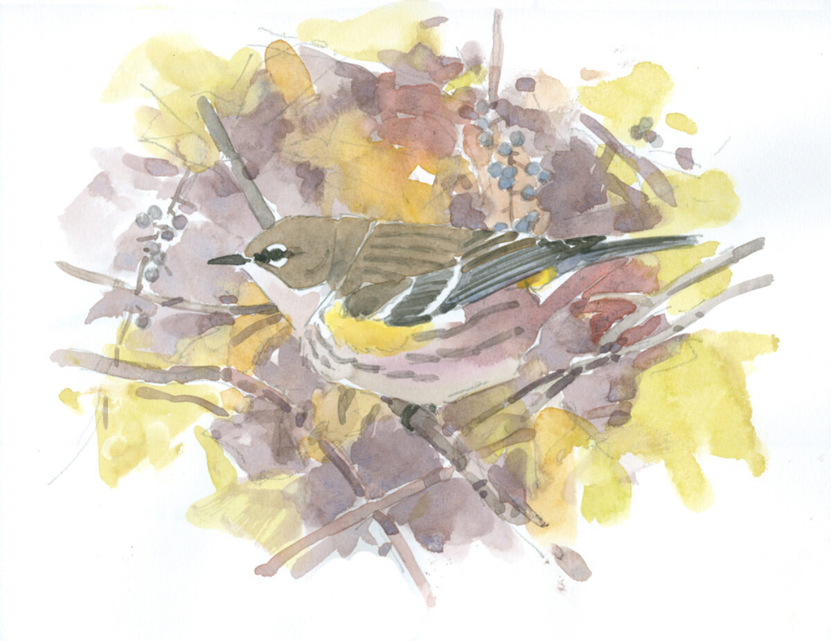 Artwork image titled: Yellow-rumped Warbler