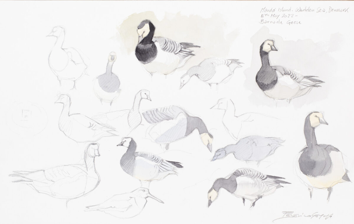 Artwork image titled: Barnacle Geese