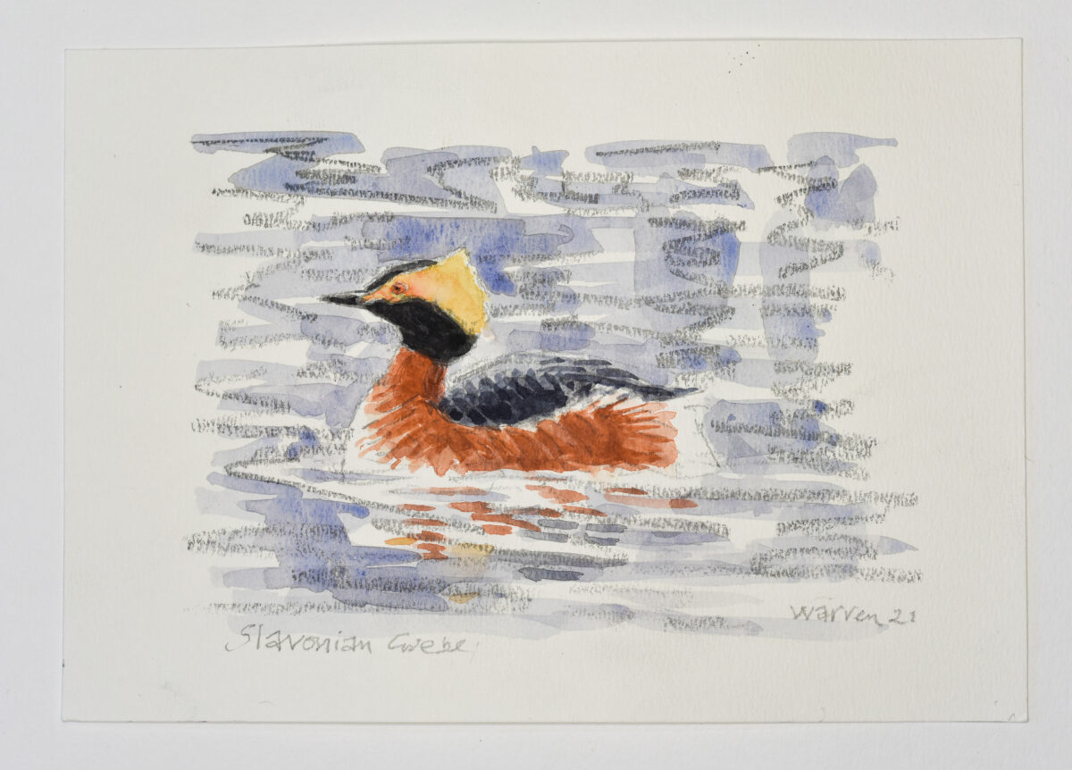 Artwork image titled: Slavonian Grebe