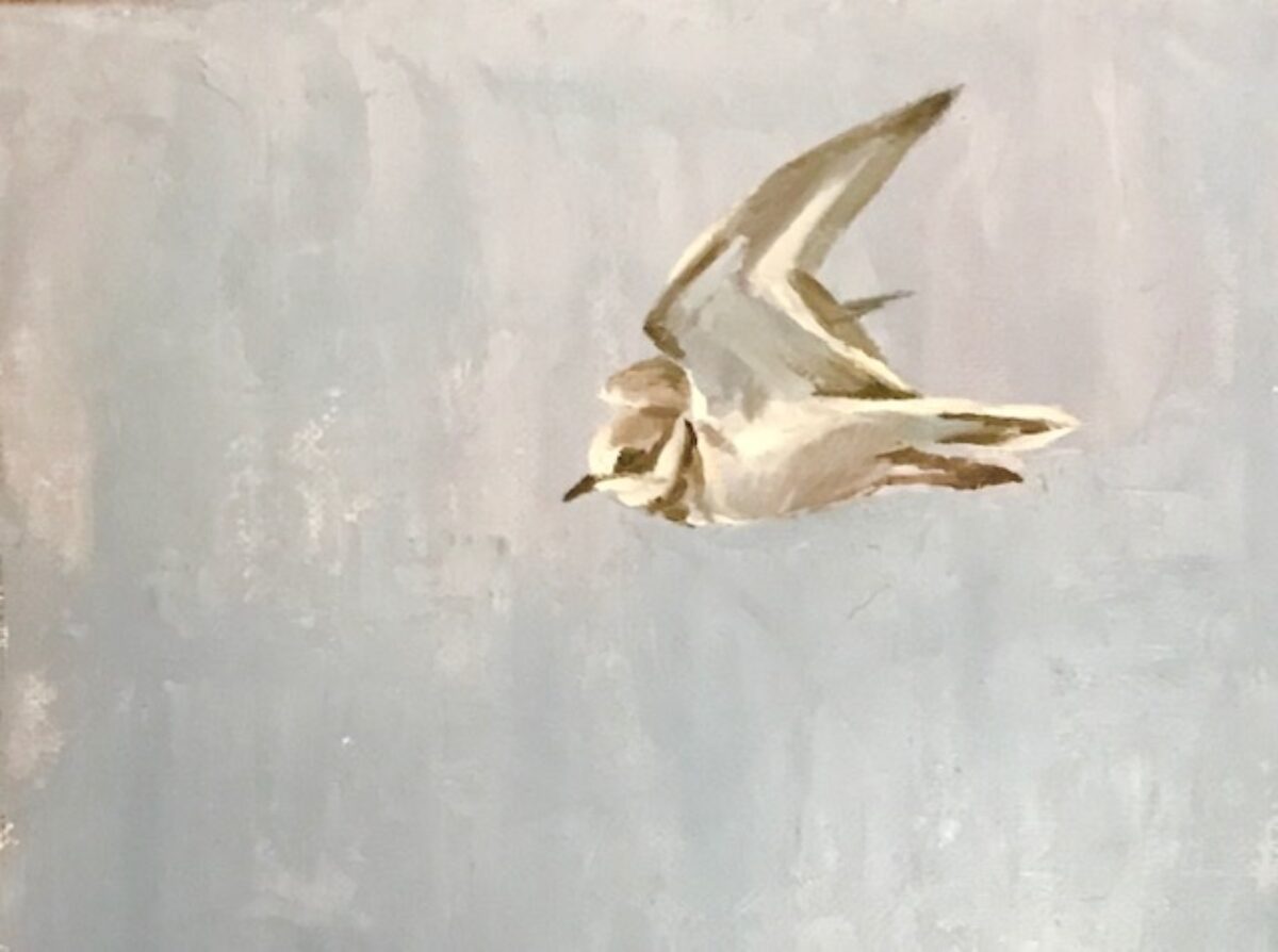 Artwork image titled: Flying Ringed Plover