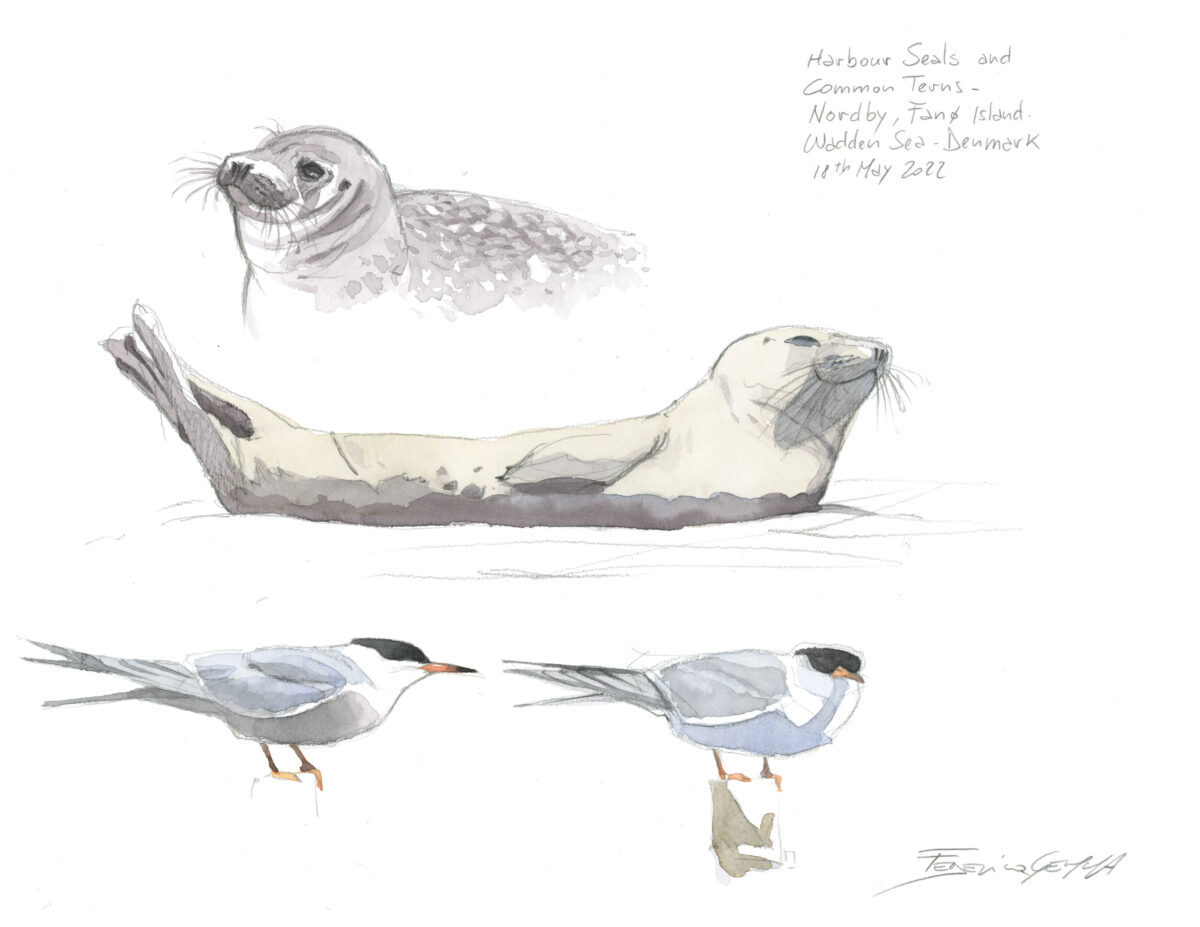 Artwork image titled: Harbour Seals and Terns