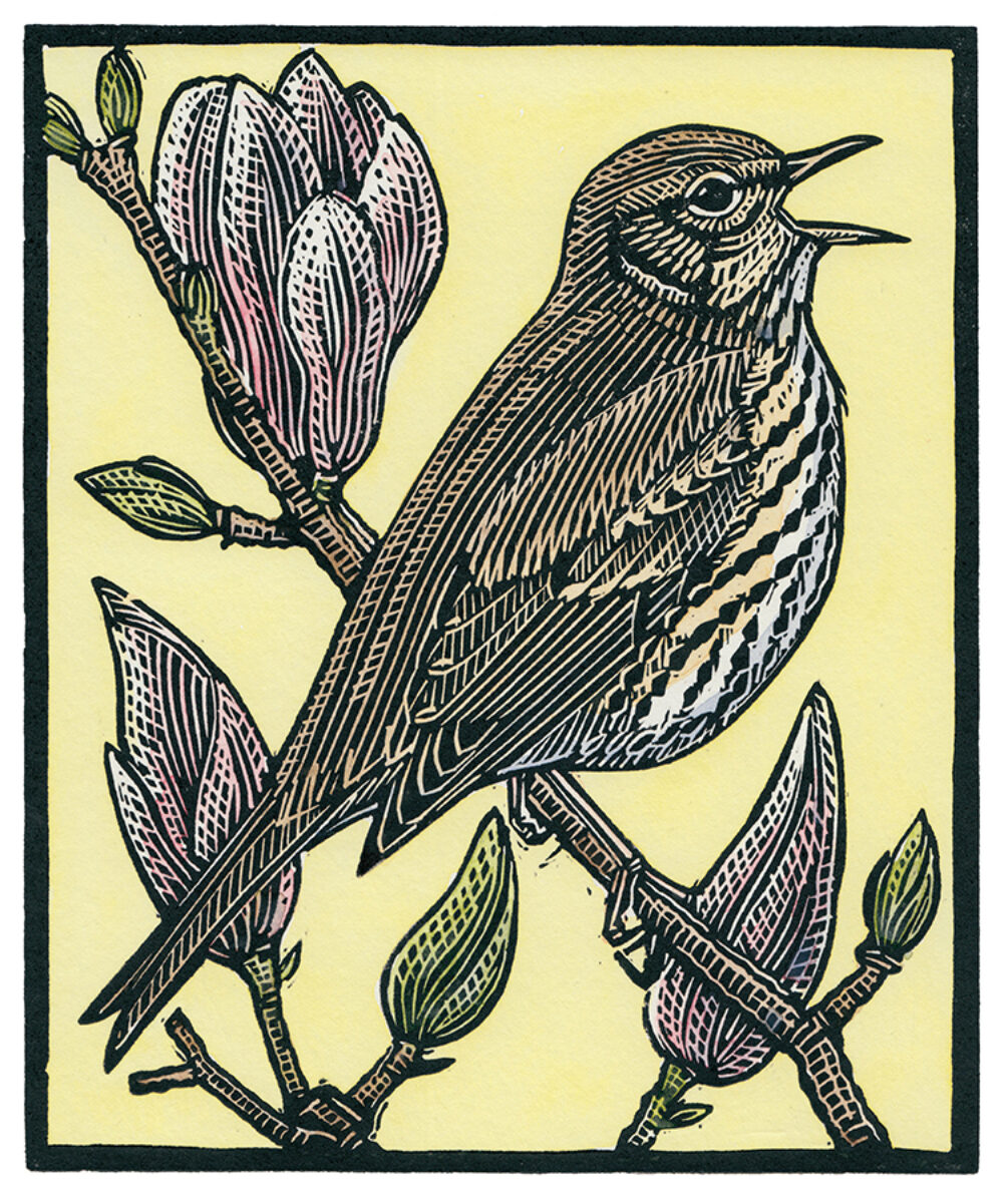 Artwork image titled: Song Thrush in song