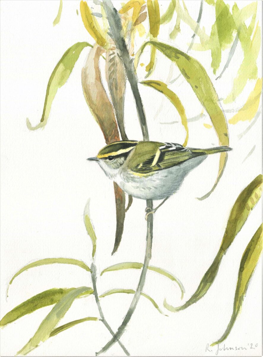 Artwork image titled: Pallas's Warbler in willows