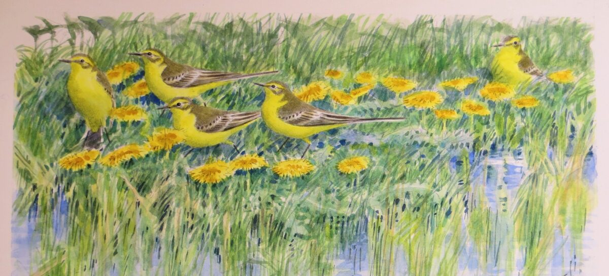 Artwork image titled: Yellow Wagtails