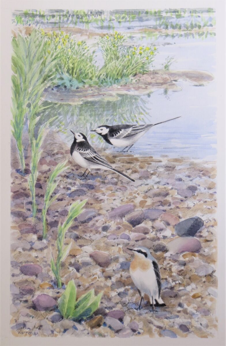 Artwork image titled: Wheatear and Pied Wagtails