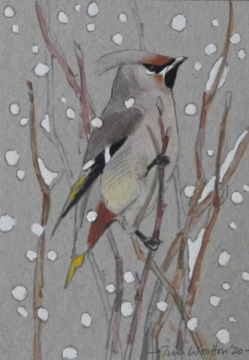 Artwork image titled: Waxwing