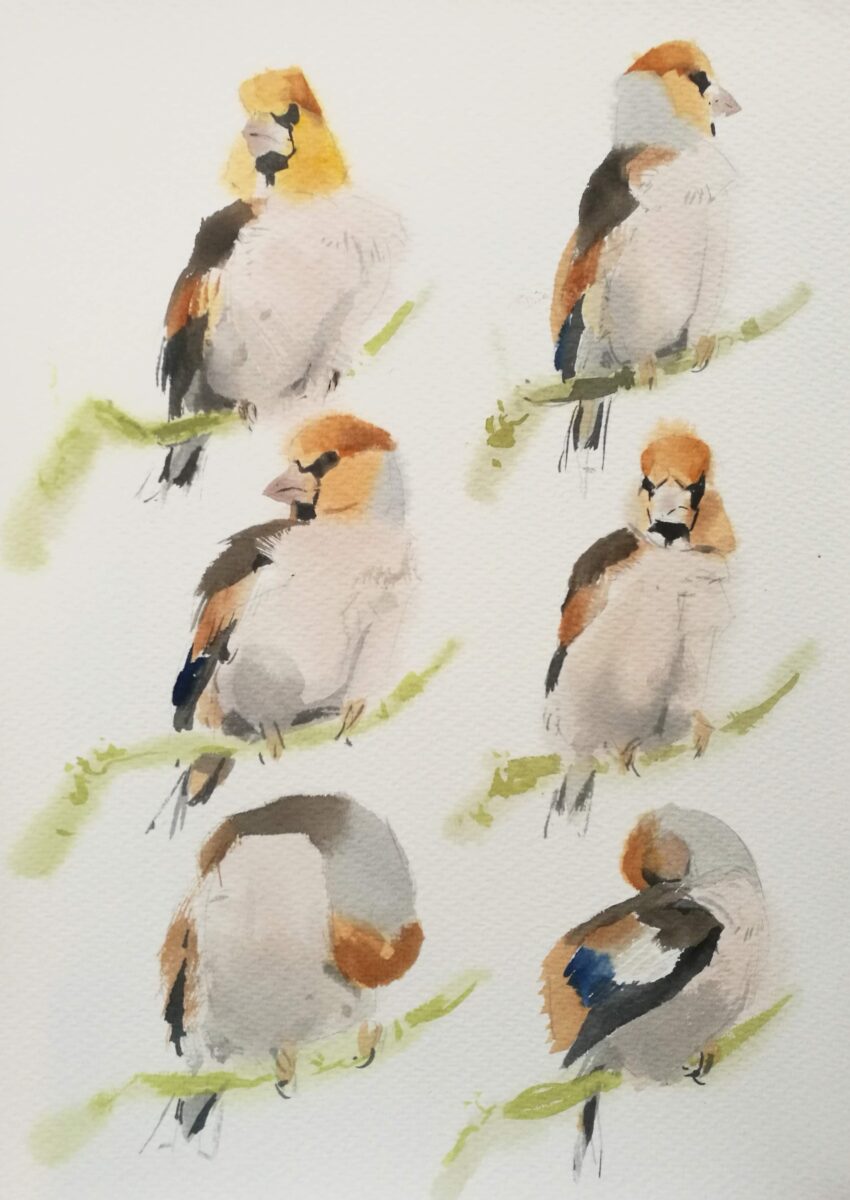 Artwork image titled: Hawfinches, Vestermarie