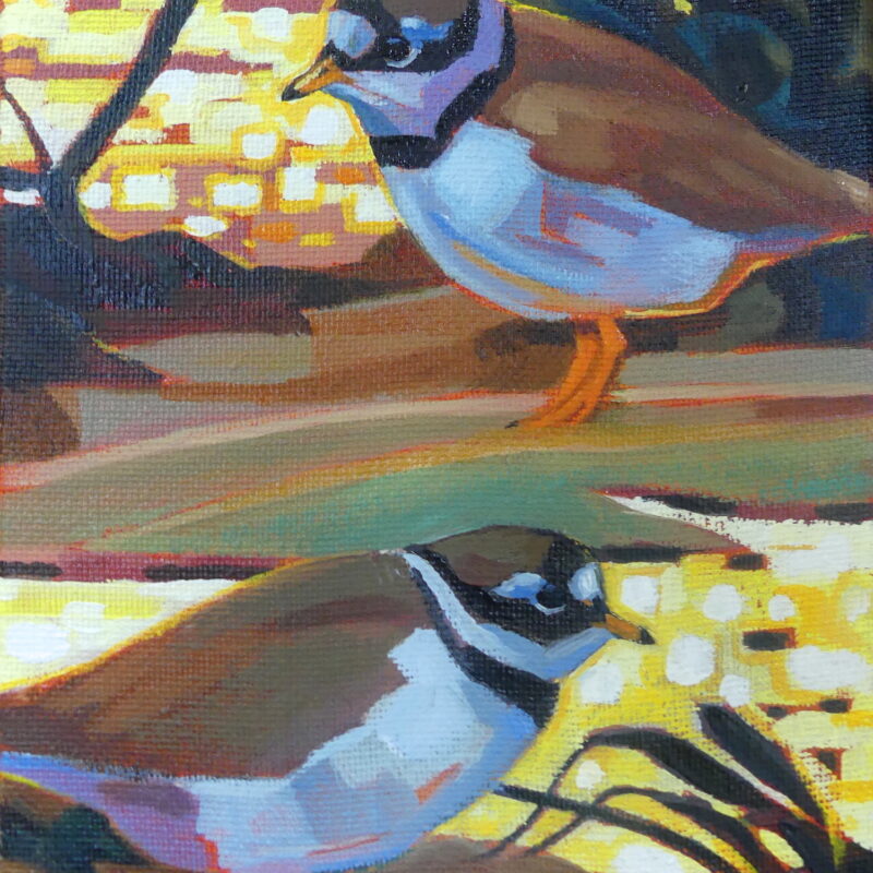   Ringed Plover Last Light by Brin Edwards