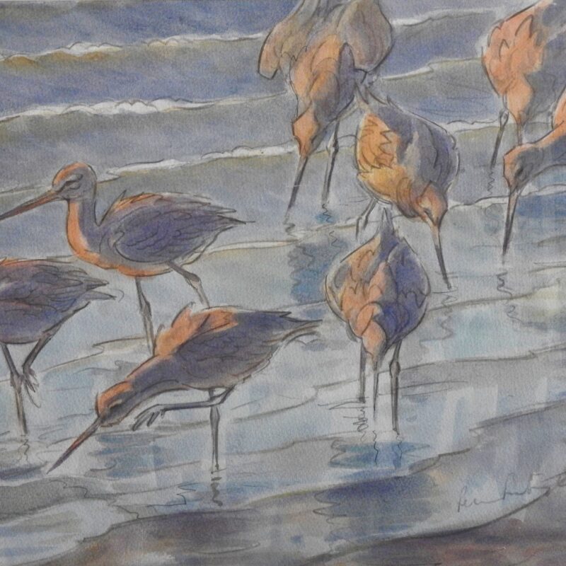   Tideline Godwits by Peter Partington