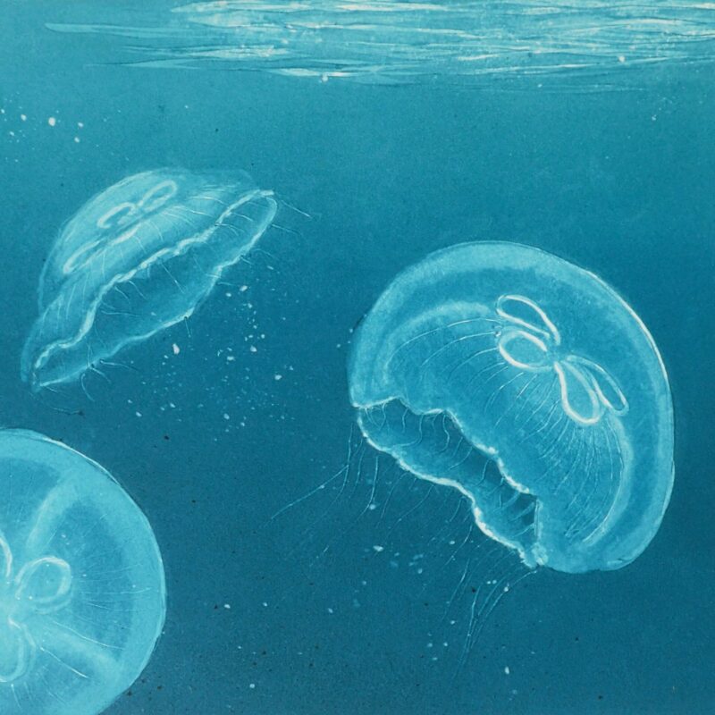   Moon Jellyfish