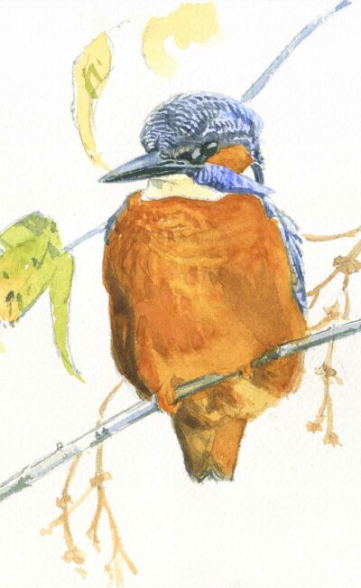 Kingfisher by Richard Johnson