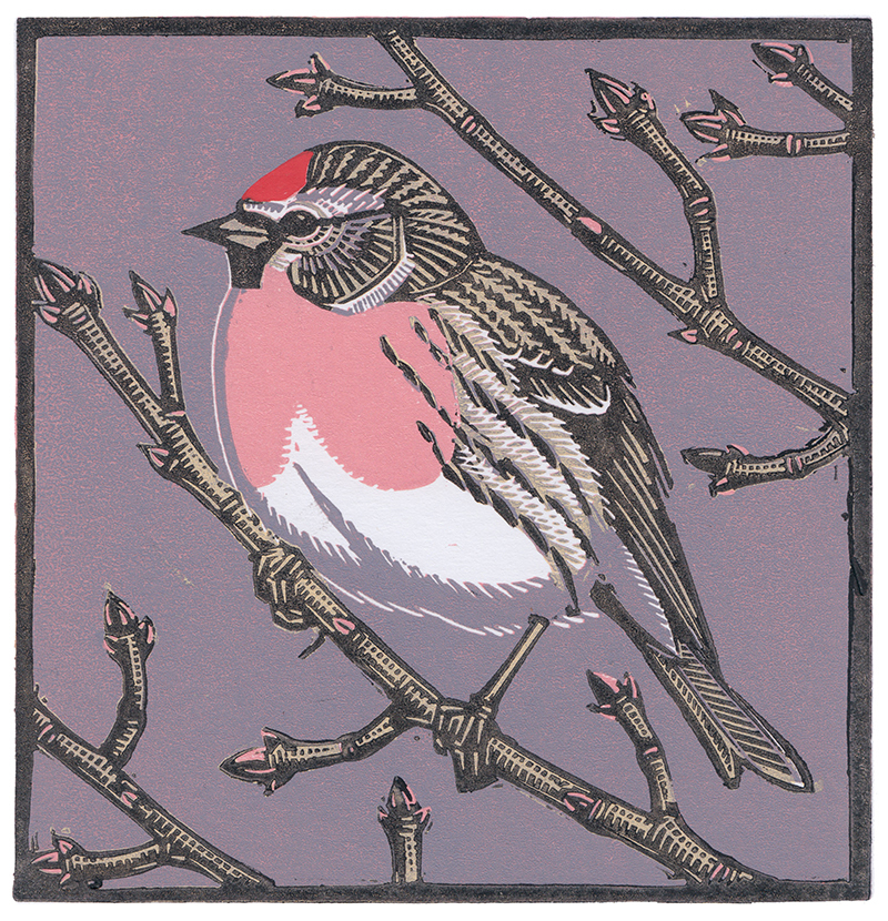 <p>Redpoll by Richard Jarvis</p>