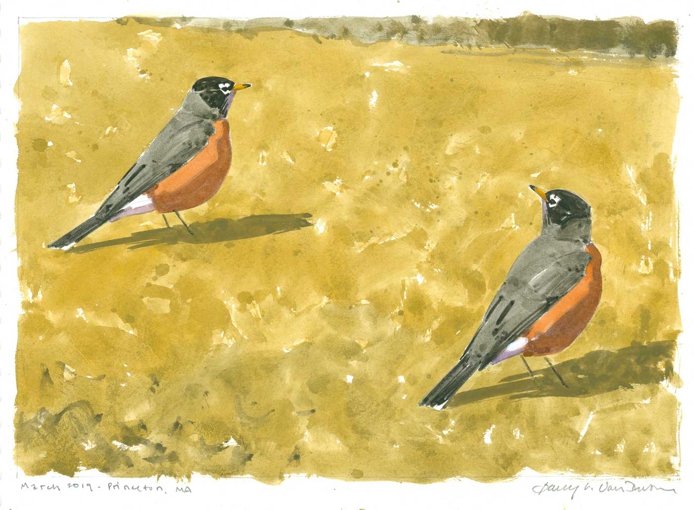 Worm hunters (American Robins)