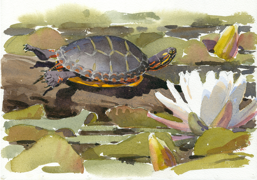   Painted Turtle, Stony Brook from Finding Sanctuary