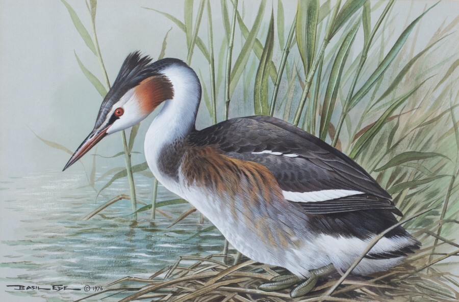   Great Crested Grebe by Basil Ede  © Courtesy Rountree Tryon Gallery