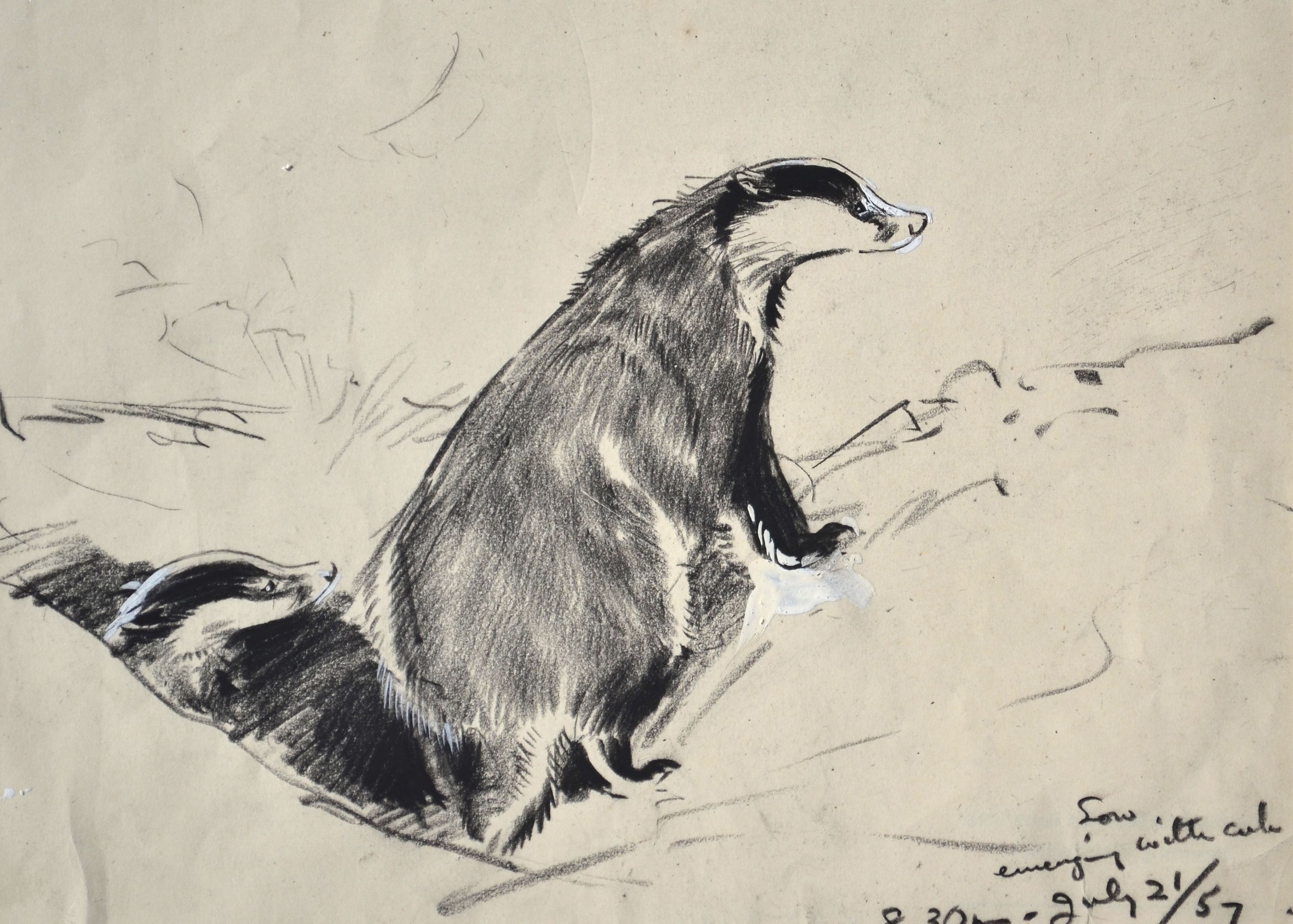 Badger Sow with Emerging Cub drawing by Eileen Soper RMS SWLA © Courtesy Sarah Colegrave