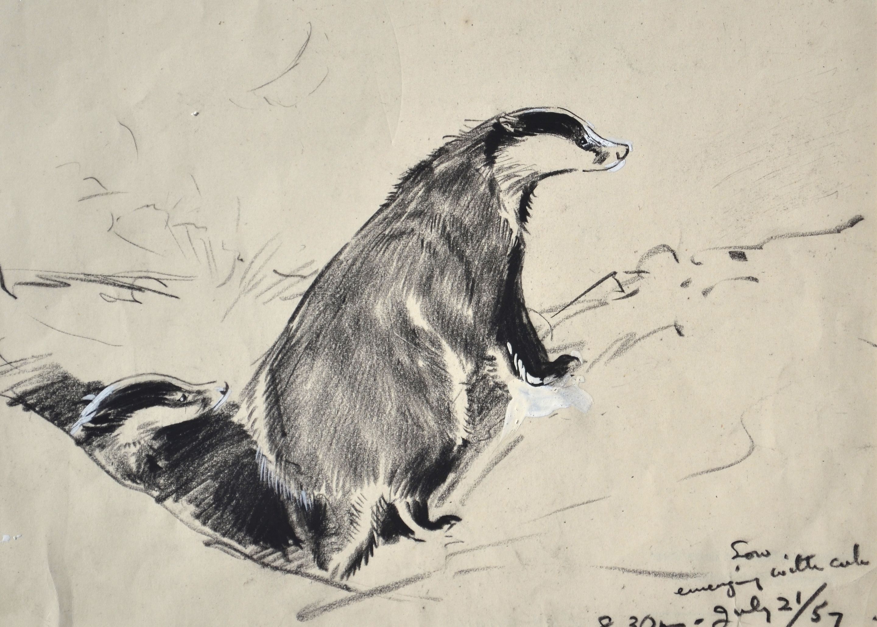   Badger Sow with Emerging Cub drawing by Eileen Soper RMS SWLA  © Courtesy Sarah Colegrave