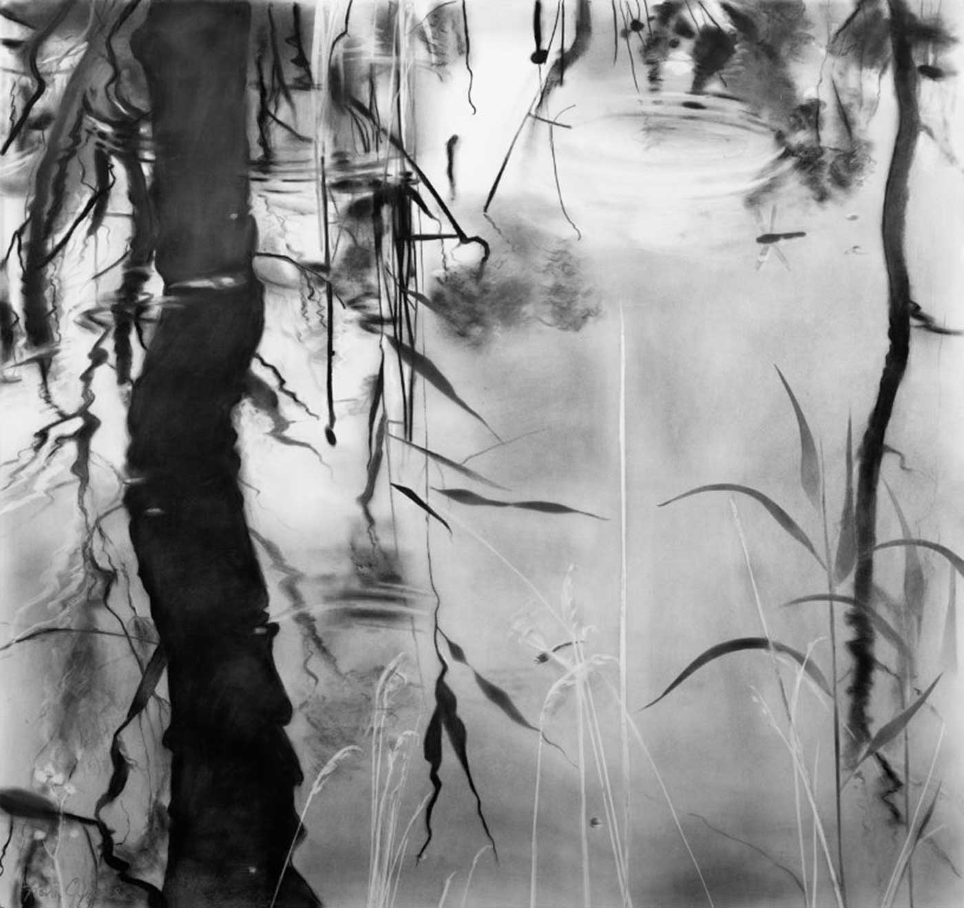   Water life, Foulshaw Moss, charcoal on paper