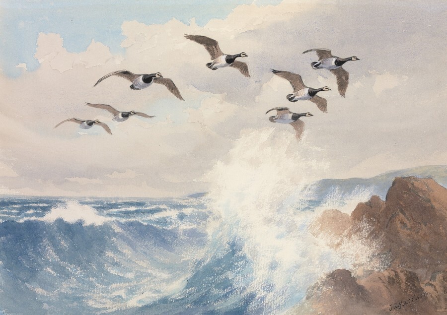   Barnacle Geese in Flight by J.C. Harrison   © Courtesy Rountree Tryon Gallery