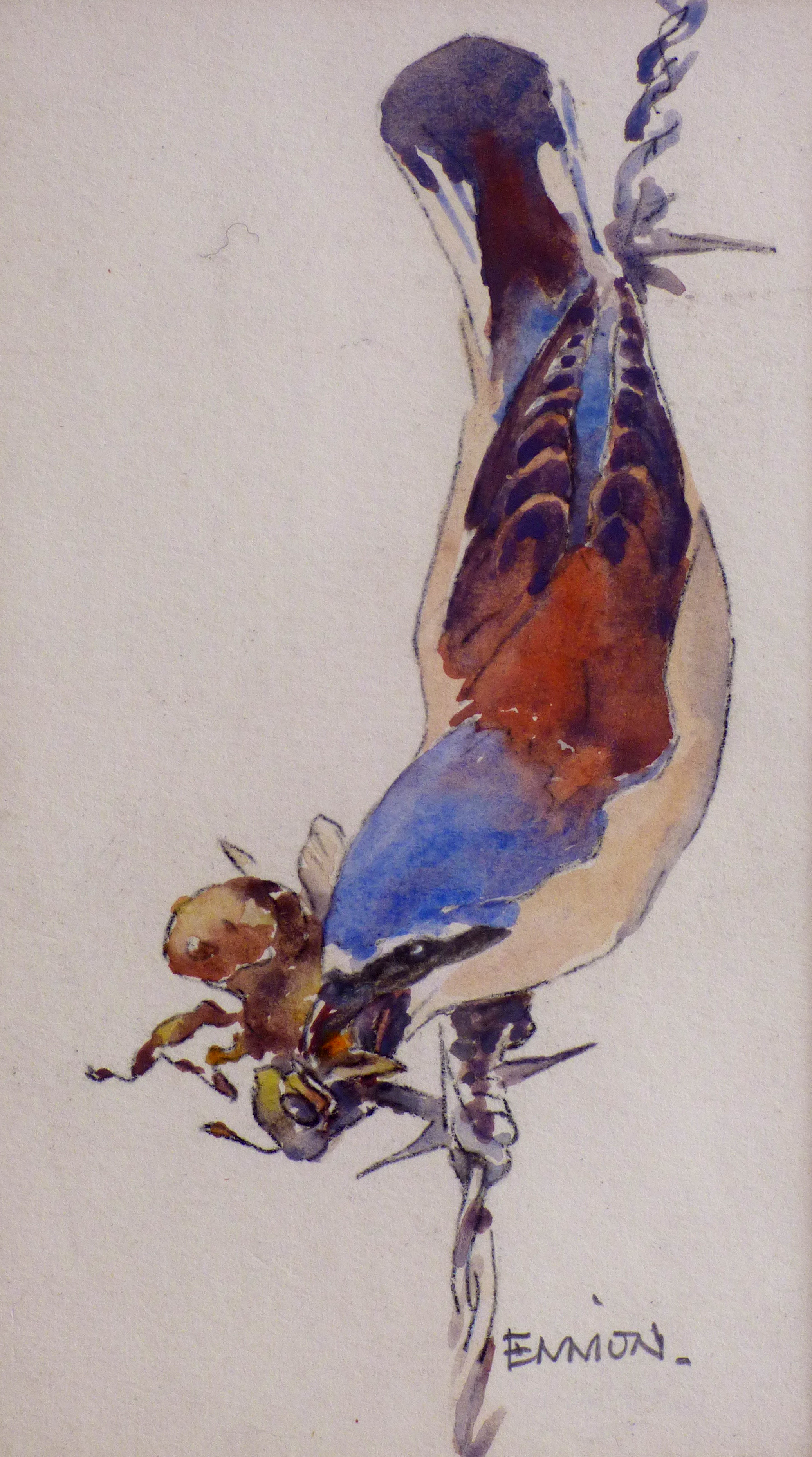 Red-backed Shrike, Watercolour, Eric Ennion © Andrew Haslen