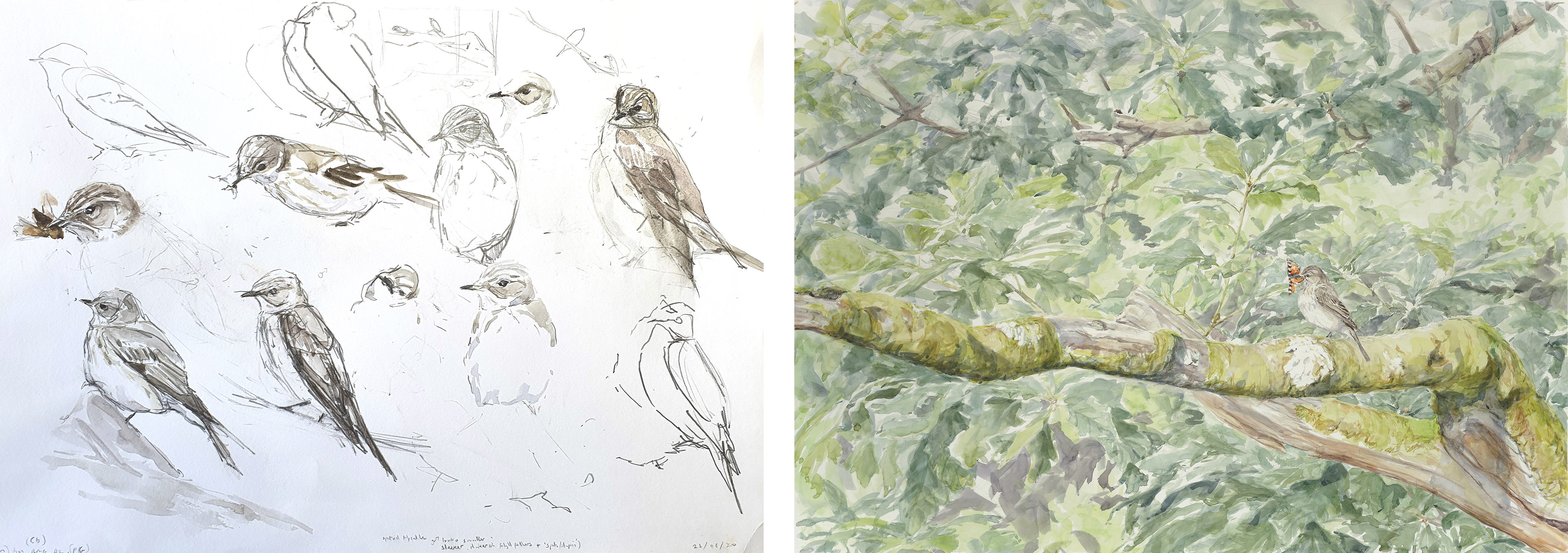<p>Chris Wallbank; Spotted Flycatcher Studies, Spotted and Caught (Spotted Flycatcher with Small Tortoiseshell Butterfly)</p>