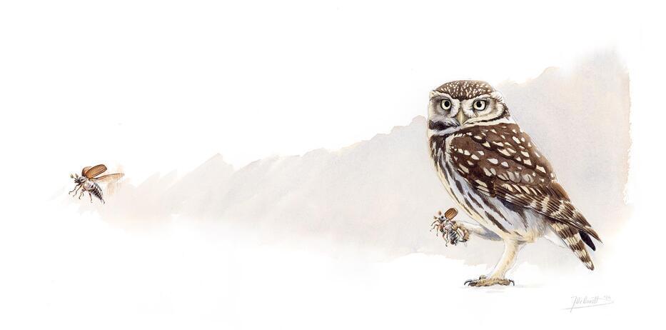 Athene noctua by Joris De Raedt