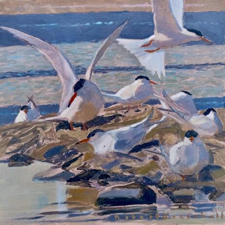 Common Terns by Robert Greenhalf