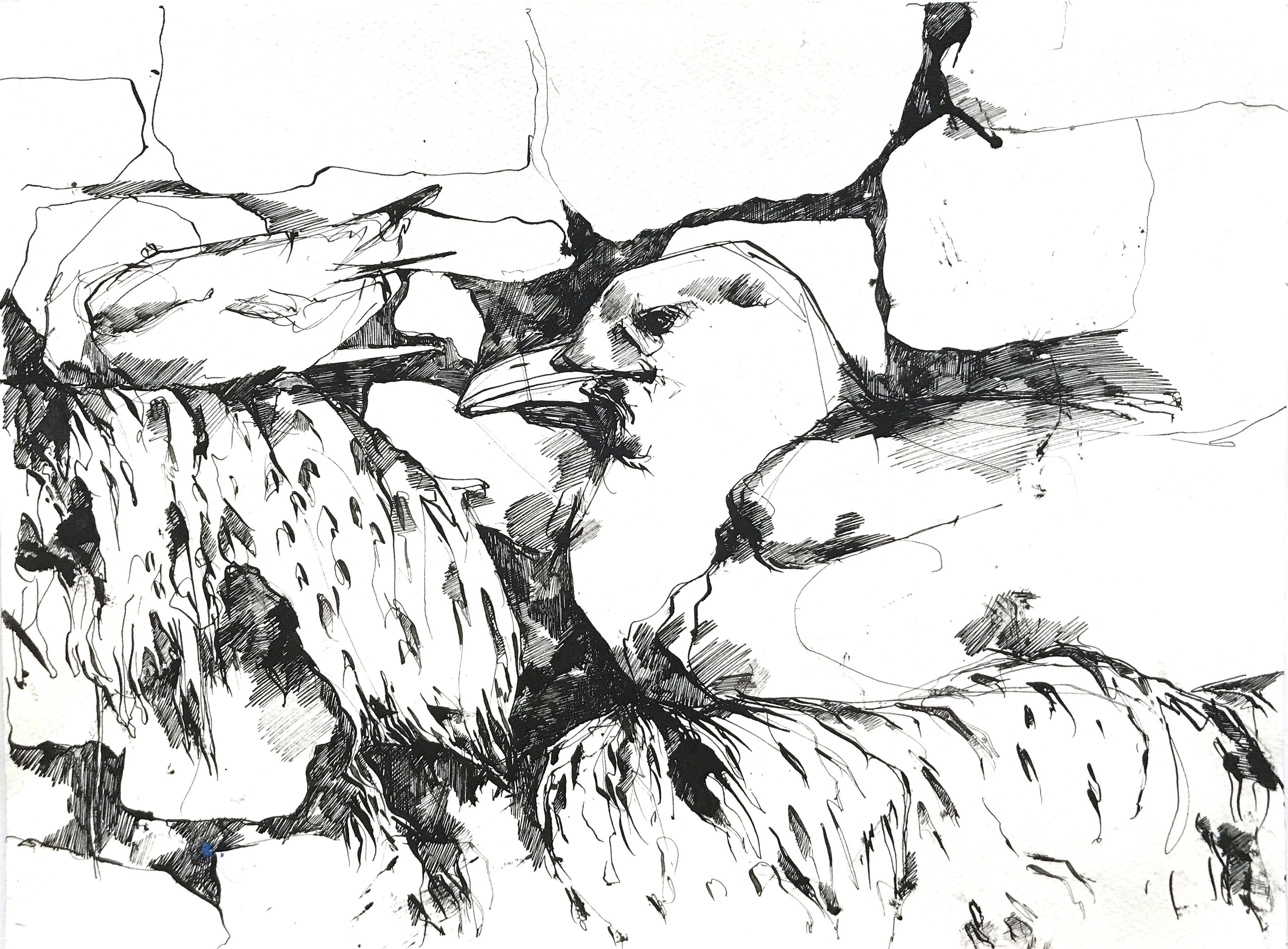Indian ink Kittiwakes at Dunbar Harbour