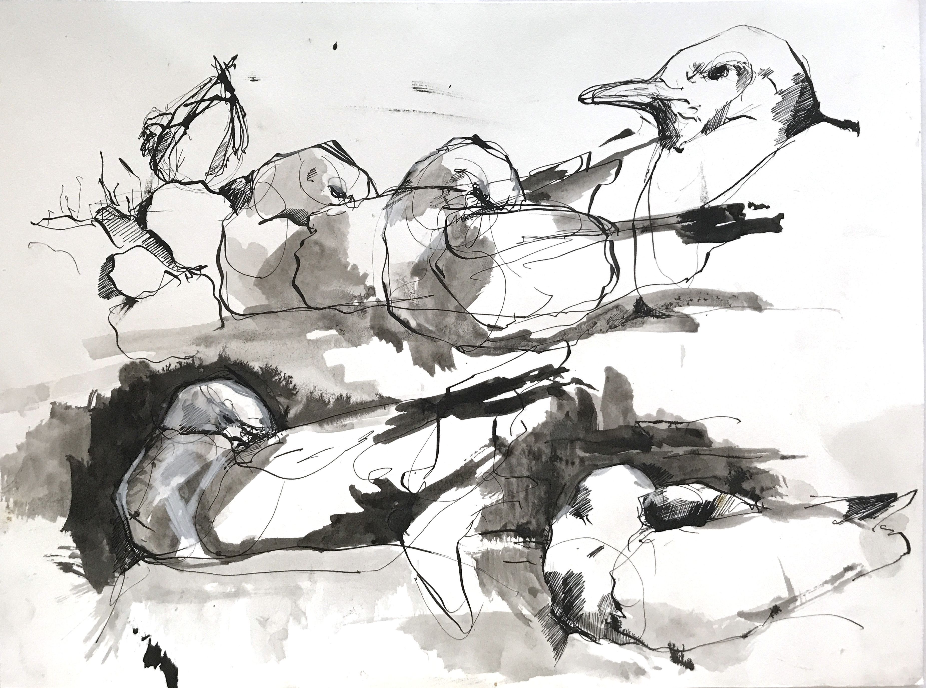 Ink and wash drawing Kittiwakes at Dunbar Harbour II