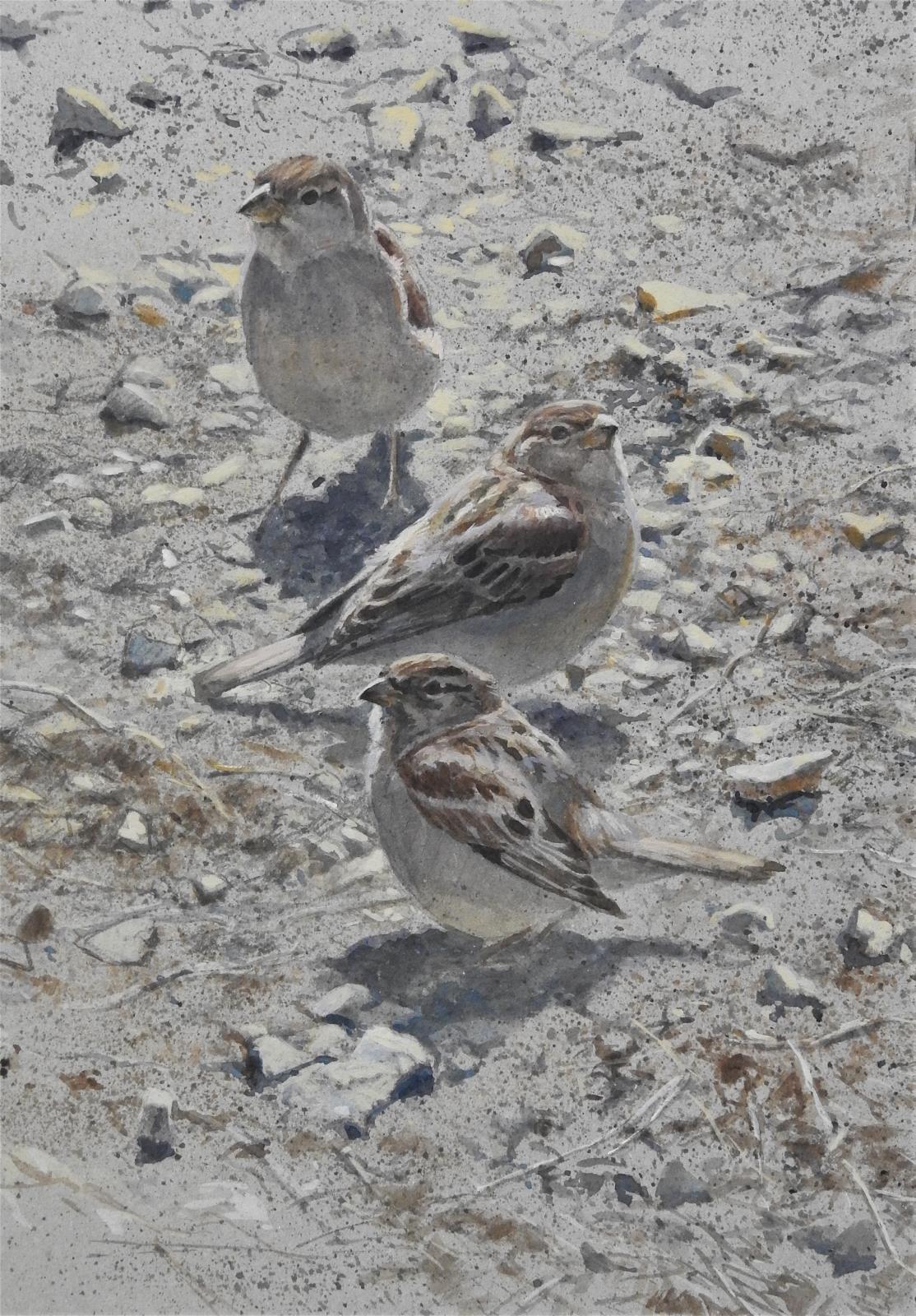 <p>Young House Sparrows by Tim Wootton</p>